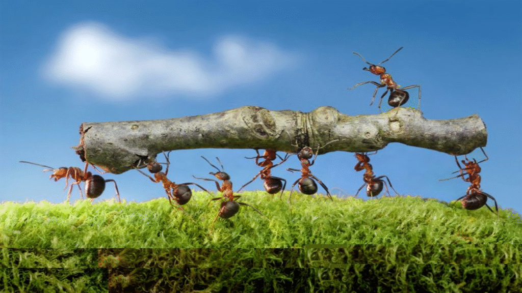 Dominasi Semut: Perbandingan Berat Semut vs Manusia