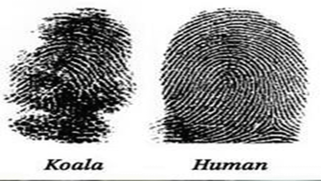 Kembaran Manusia: Misteri Sidik Jari Identik Koala