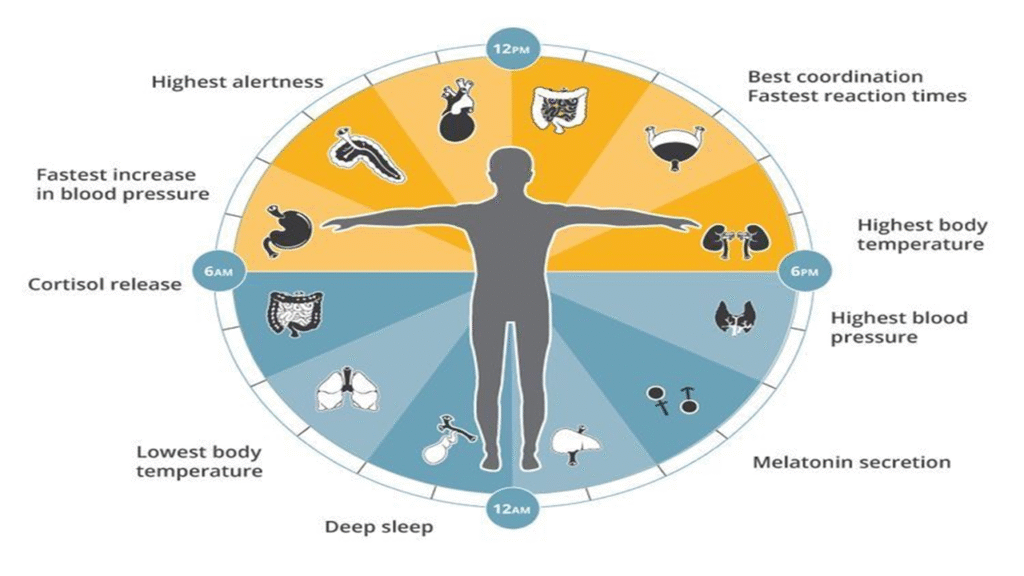Biohacking Diet 2026: Nutrisi Berdasarkan Jam Biologis Tubuh